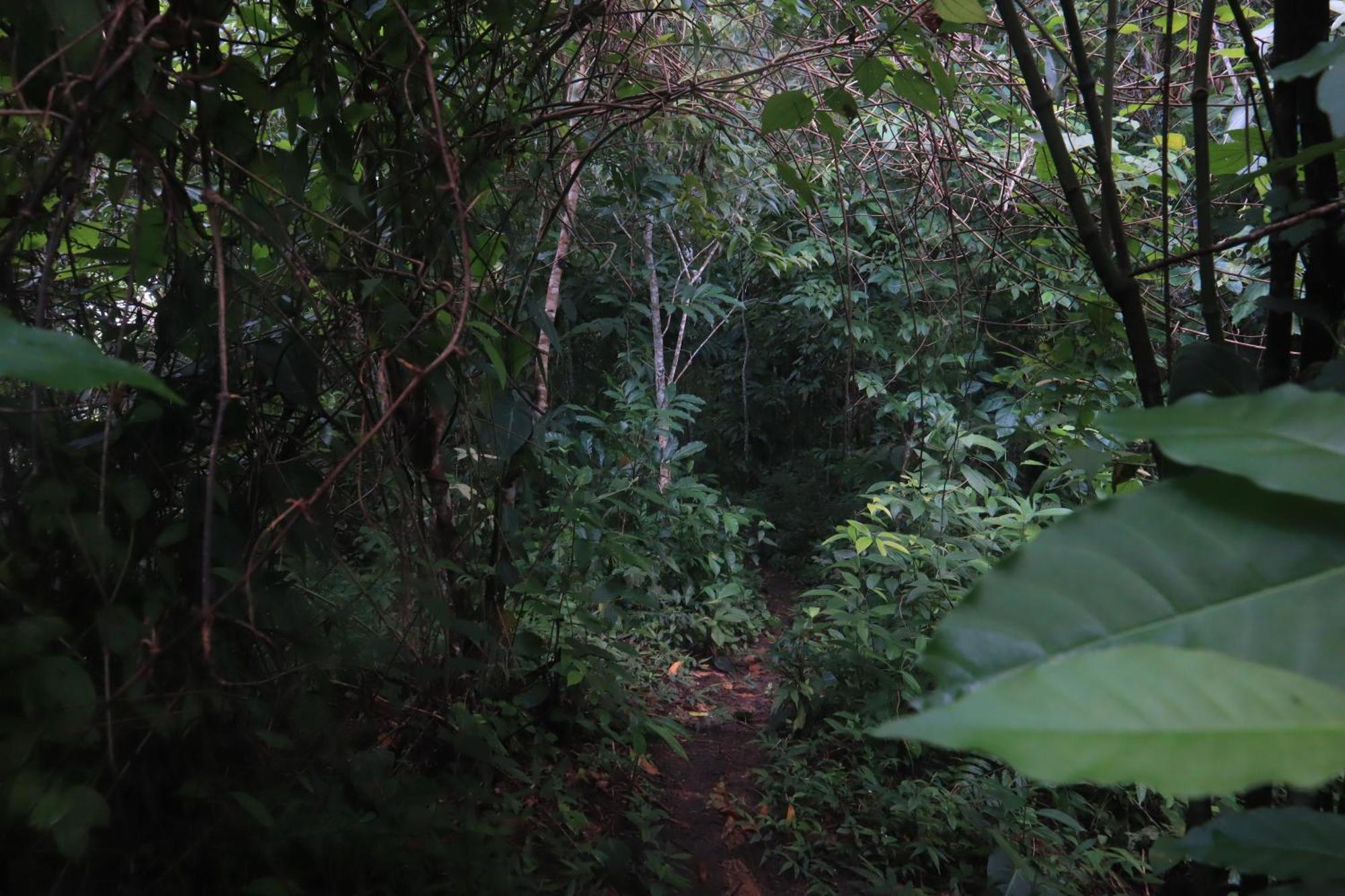 Taorayina Nature Lodge- Immersed In The Forest El Zaino Luaran gambar